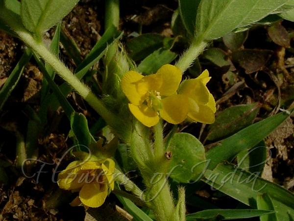 Oneleaf Senna